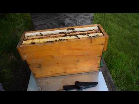 Bienenvölker einfach vermehren Teil 2 - Einwabenableger