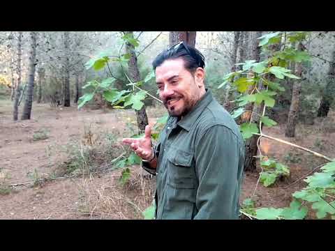 Quando l'amore diventa poesia