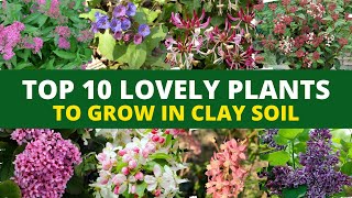 Top 10 Lovely Flower Plants to Grow in Clay Soil 🌻Plants for Clay Soil 🌻