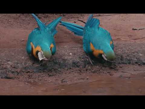 Parque das Aves - Foz do Iguaçu, PR - Brasil