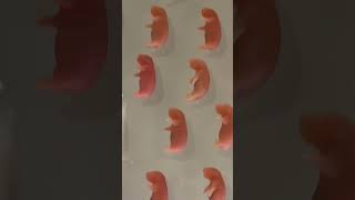 Download lagu Science Museums in Japan are NEXT LEVEL 🇯🇵🫢 (📍National Museum of Nature & Science) mp3