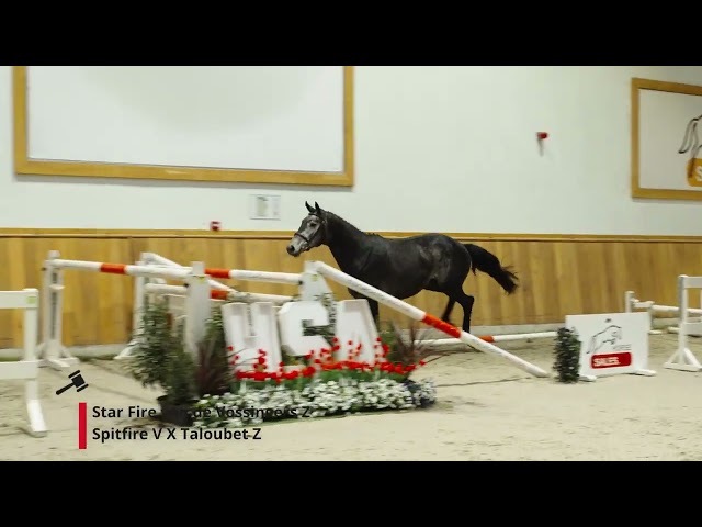 Star Fire van de Vossingers Z