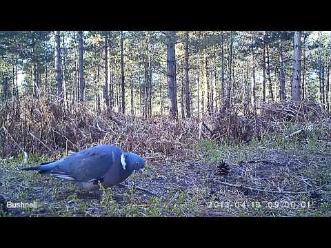 comment poser un filet anti oiseaux