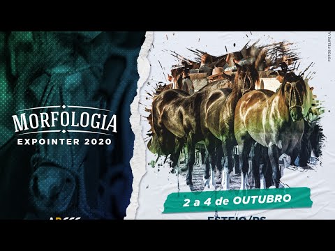 Julgamento Morfológico (Campeonatos e Grandes Campeonatos) – Morfologia Expointer