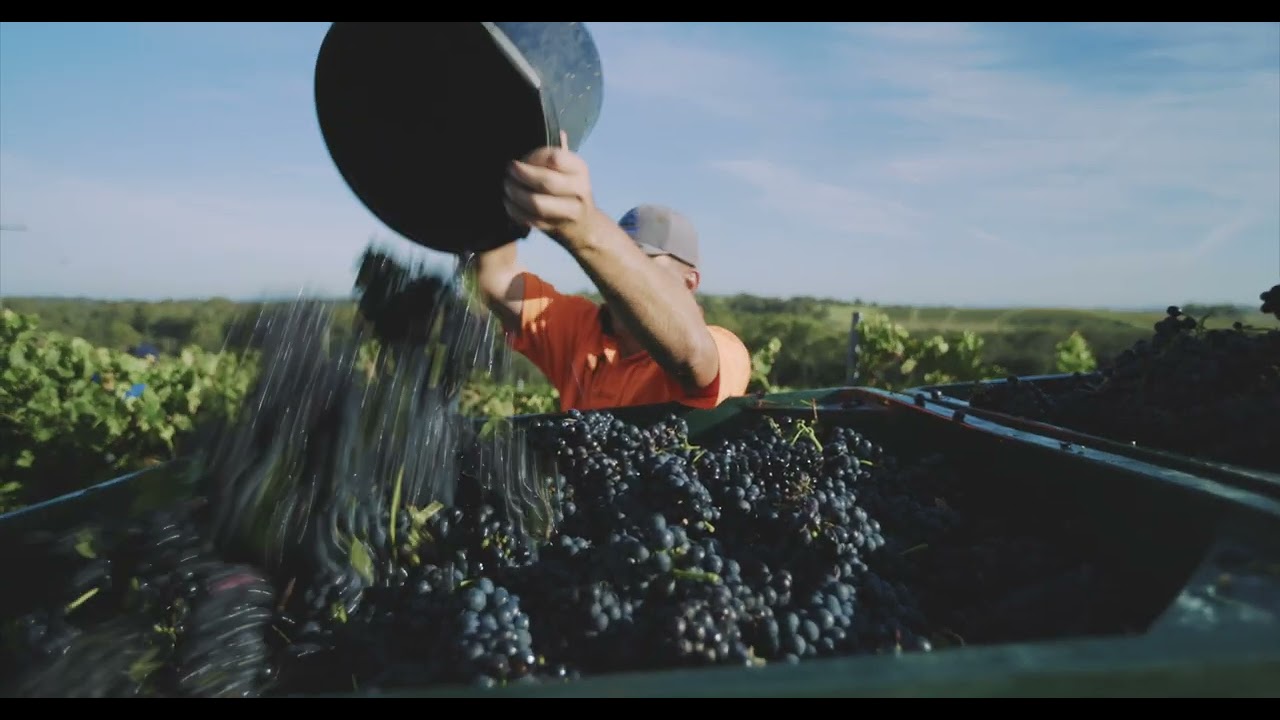 Mount Pleasant Wines
