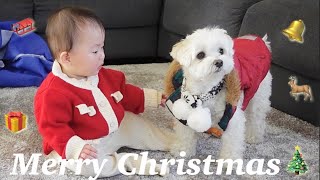 兄犬と赤ちゃんのクリスマスプレゼント開封中に大事件が発生しました…笑【マルプー×赤ちゃん】