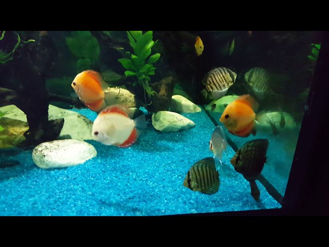 Beautiful aquarium with Discus HD