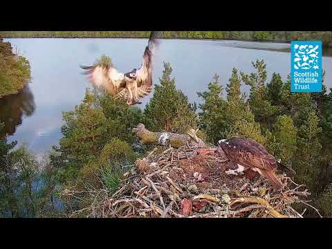 Fish Supper and First Feed for Osprey Chick - (Loch of the Lowes Osprey Webcam 2023)