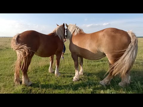 Iepe cu Mânji dl. Marius Bonea de la Craidorolț - Satu Mare 2021