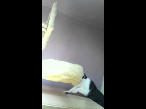 Erstbesteigung neuer Kratzbaum