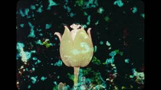 When it Was Blue - Jennifer Reeves (blu-ray trailer)