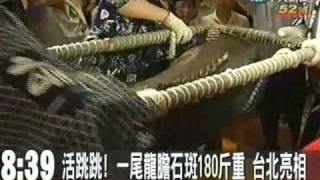 活跳跳!一尾龍膽石斑180公斤重 台北亮相