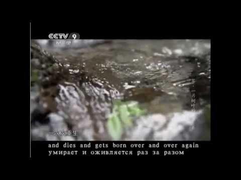 茶Tea-The story of a leaf