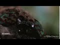 General Skarr S Reaction Of Wormy