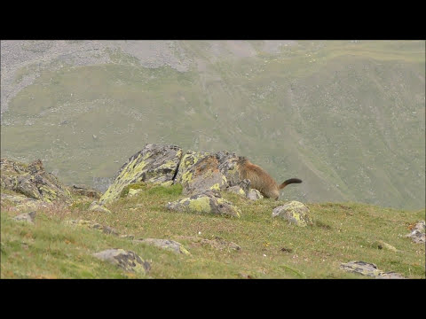 Murmeltiere I Marmota Marmota I Groundhog I Marmota I Marmotte I Ötztaler Alpen - Tierbeobachtung