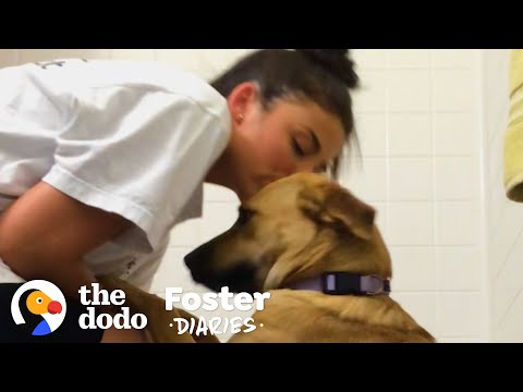 College Student Can't Say Goodbye To Her Foster Dog | The Dodo Foster Diaries