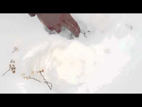 Hunting Tips: How to Age Tracks