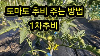 토마토 추비 주는방법 , 1차 추비시기