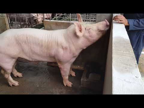 , title : 'Cara pemberian dan takaran pakan ternak babi di ria's farm bali. Ternak babi. Pigy farm'