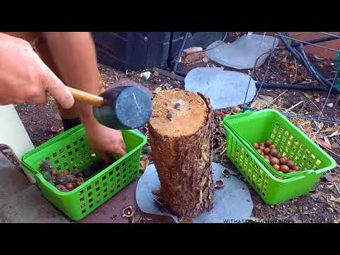 download lagu mp3 mp4 How To Process Macadamia Nuts, download lagu How To Process Macadamia Nuts gratis, unduh video klip How To Process Macadamia Nuts