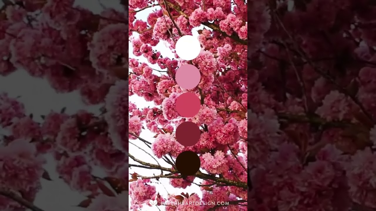 Pink Aesthetic - Color Palette Inspiration 🩷🌸🌷🎀🐷🦩🎟️🩰💕