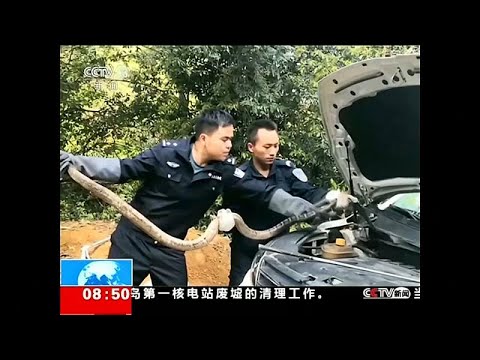 شاهد العثور على كوبرا بطول 2.7 متر داخل محرك سيارة في الصين…