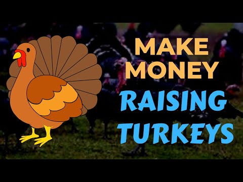 , title : 'Can You Make Money Raising Turkeys'