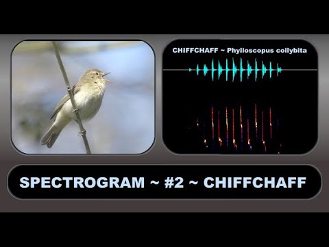 image-How do you read a bird ultrasound?