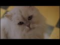 Stuart Little 1999 Snowbell Chase Stuart Slowed Down To 52