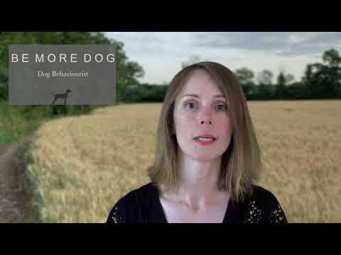 Be More Dog video.