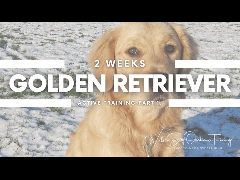 Victoria Dog Obedience Training video.