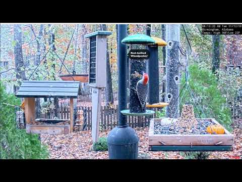 11-12-19 Alabama Birds - Bluebirds and Woodpeckers