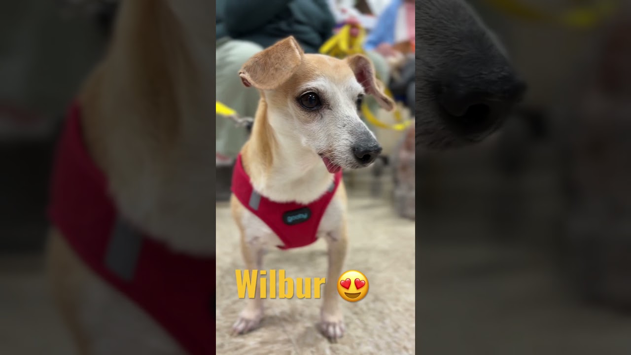 Enlarge Wilbur, a Adoptable mixed breed in Rochester, MN video 6/6