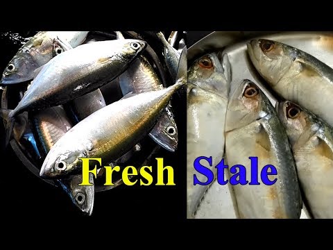YouTube video about: What is bangda fish called in english?
