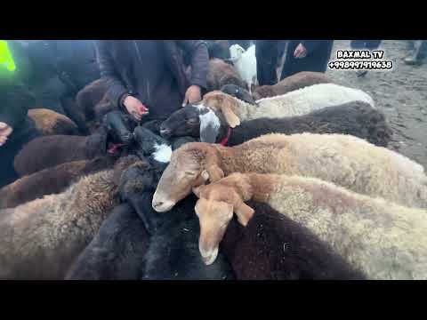 Oqtepa Mol qoy bozori