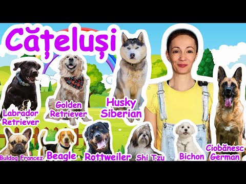 Câini și Cățeluși pentru Copii | Rase de Câini și Curiozități | Învață cu Roxi