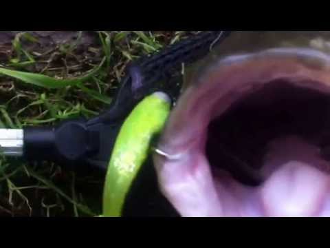 Wielki Boleń. 82 cm i 7.600g. Odra Opole 720p)