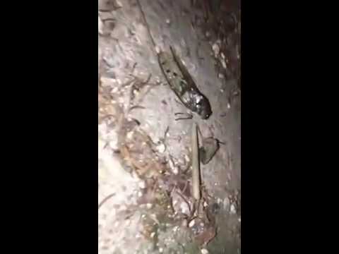 160723 - Twitter - Zelo