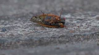 Cicada Rap