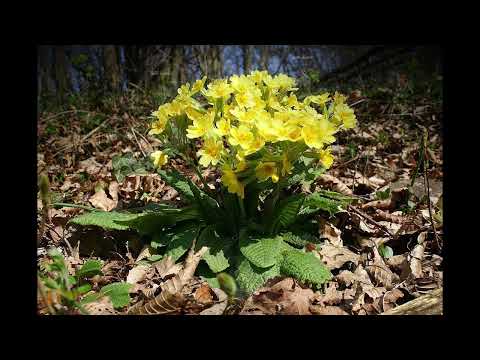 06 06 1 Hexenmedizin   das Vermächtnis der Hekate   Göttergärten und Hexenkräuter (Marina)
