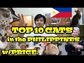 TOP 10 CATS IN THE PHILIPPINES W/PRICE. vlog#47