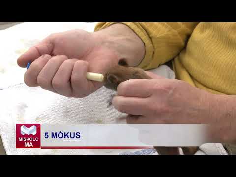 Videó előnézet