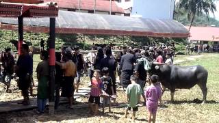 preview picture of video 'Funeral Ceremony in Tana Toraja, Sulawesi, Indonesia'
