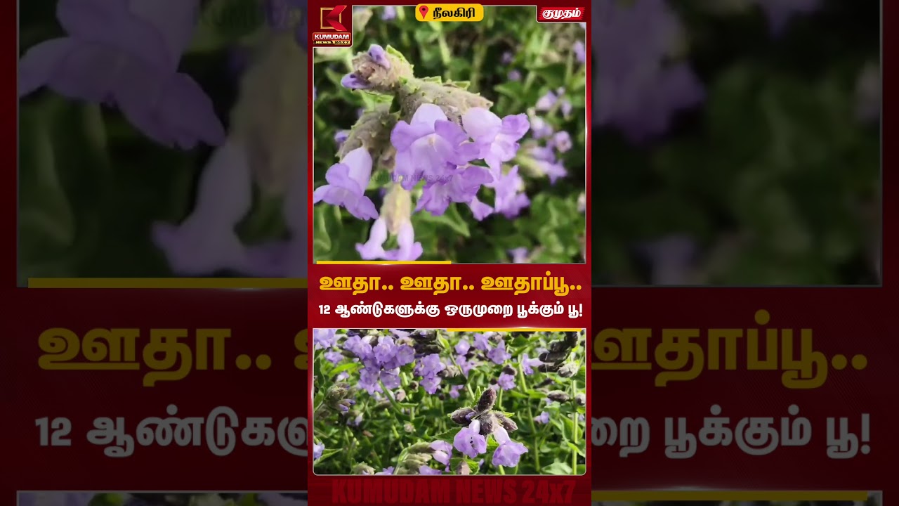ஊதா.. ஊதா.. ஊதாப்பூ..12 ஆண்டுகளுக்கு ஒருமுறை பூக்கும் பூ! | Nilgiri | Kurinji Flower | Neela kurinji