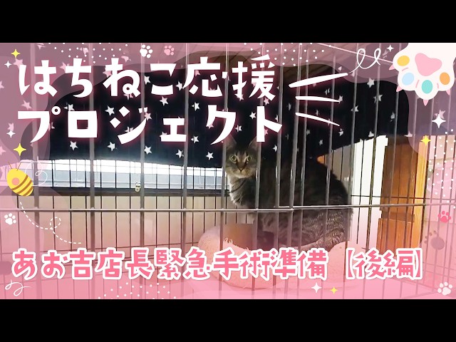限定公開版　あお吉店長緊急手術準備【後編】