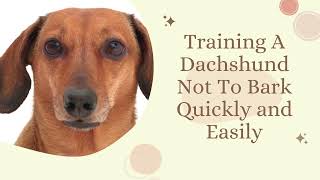 Training A Dachshund Not To Bark Quickly and Easily