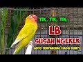 LOVEBIRD FIGHTER NGEKEK PANJANG HITUNGAN DETIK LOVEBIRD SUSAH NGEKEK TERPANCING EMOSI AUTO NYAUT