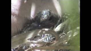 2010-4-19 One Month Dove Birth Diary.wmv
