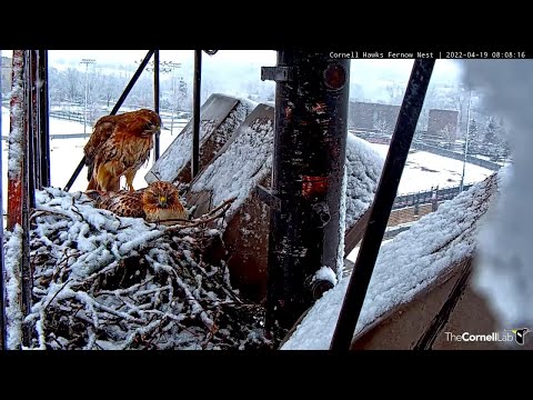 Snowy Morning Incubation Switch At Cornell Hawks Nest – April 19, 2022