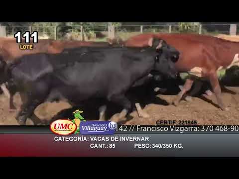 Lote 85 Vacas de invernar en Chaco, Pto. Eva Perón